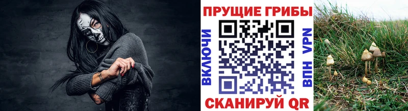 Псилоцибиновые грибы прущие грибы  Котельнич 